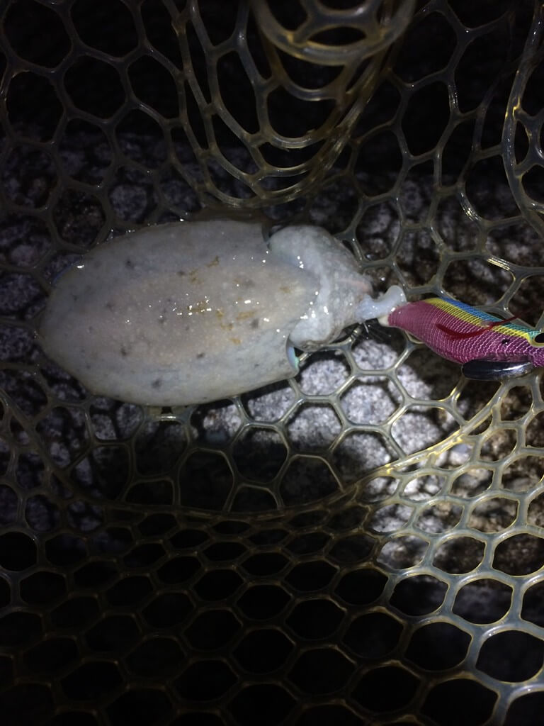 6 29 エギング G 動画up Wave Fishing Community